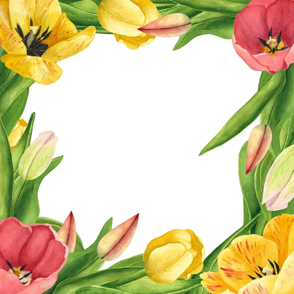Beyaz arka planda lale çerçevesi. Suluboya el çizimi. Dekorasyon ve baskı tasarımı sanatı