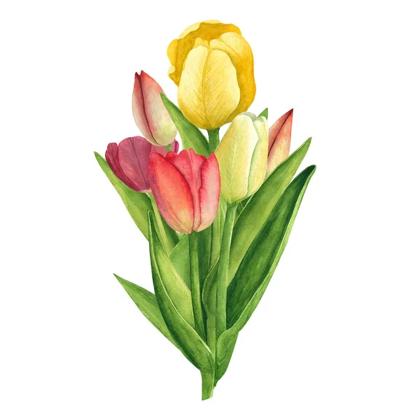 Beyaz arka planda laleler. Suluboya el çizimi. Dekorasyon ve tasarım kartları sanatı