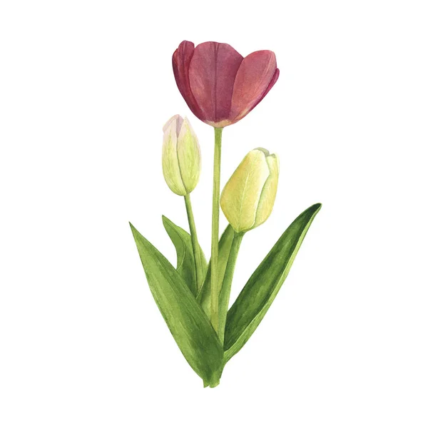 Beyaz arka planda laleler. Suluboya el çizimi. Dekorasyon ve duvar kağıtları sanatı