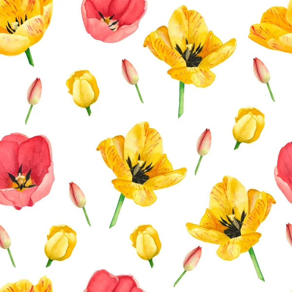 Laleler sarı ve kırmızı renkler beyaz arka planda pürüzsüz desen. Suluboya el çizimi. Baskı, tekstil, kumaş, duvar kâğıdı, kağıt ve albüm tasarımı için sanat