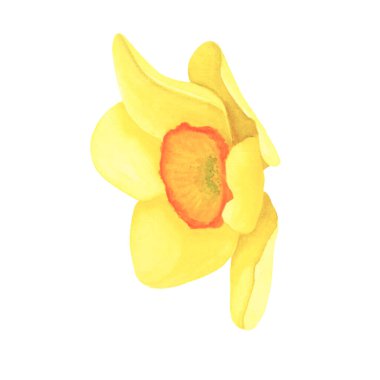 Nergis beyaz arka planda izole edilmiş. Suluboya el çizimi. Dekorasyon ve tasarım sanatı