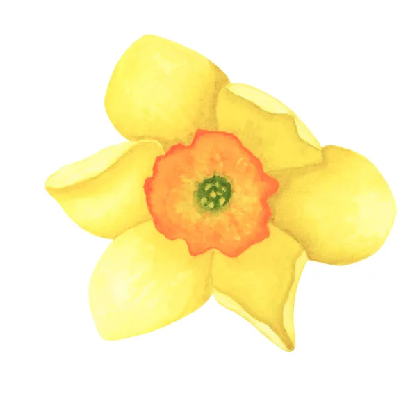 Daffodil isolado sobre fundo branco. Desenho à mão em aquarela ilustração. Arte para decoração e design — Fotografia de Stock
