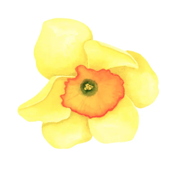 Daffodil isolado sobre fundo branco. Desenho à mão em aquarela ilustração. Arte para decoração e design de cartões — Fotografia de Stock