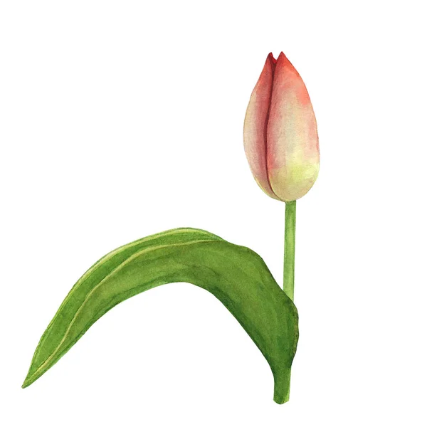 Lale tomurcukları beyaz arka planda izole edilmiş. Suluboya el çizimi. Dekorasyon ve tasarım sanatı