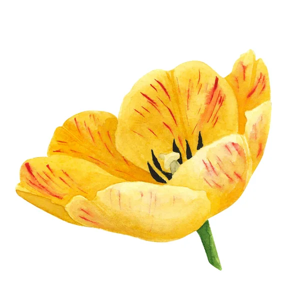 Beyaz arka planda sarı laleler var. Suluboya el çizimi. Dekorasyon ve tasarım sanatı