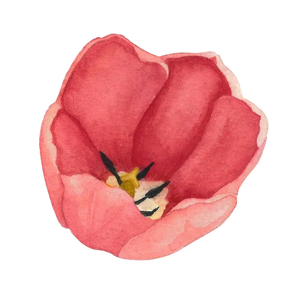 Beyaz arka planda kırmızı laleler izole edilmiş. Suluboya el çizimi. Dekorasyon ve tasarım sanatı