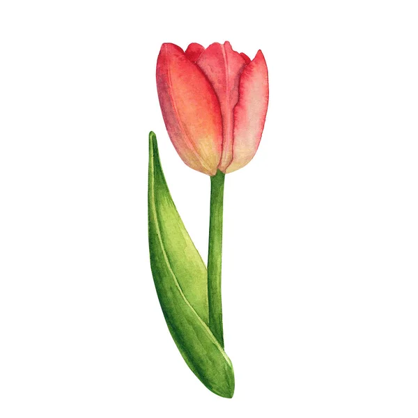 Beyaz arka planda kırmızı laleler izole edilmiş. Suluboya el çizimi. Dekorasyon ve tasarım sanatı