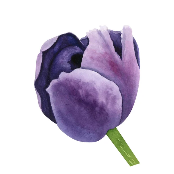 Beyaz arka planda mor laleler. Suluboya el çizimi. Dekorasyon ve tasarım sanatı