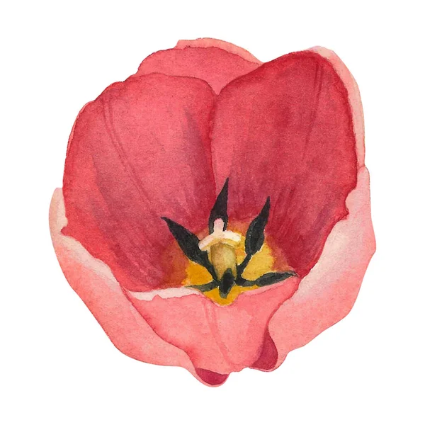 Beyaz arka planda kırmızı laleler izole edilmiş. Suluboya el çizimi. Dekorasyon ve tasarım sanatı