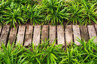 Tropikal bir bölgedeki modern bir tepe beldesinde güneş ışığı alan ahşap yürüyüş yolunun yakınına..
