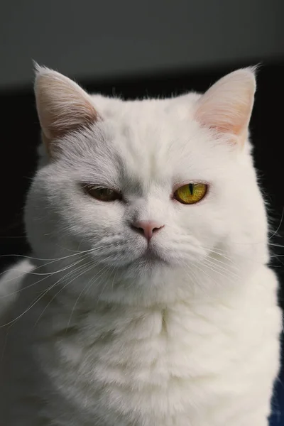 Blanco Esponjoso Gato Escocés Está Buscando Serio Estricto Fondo Oscuro —  Fotos de Stock