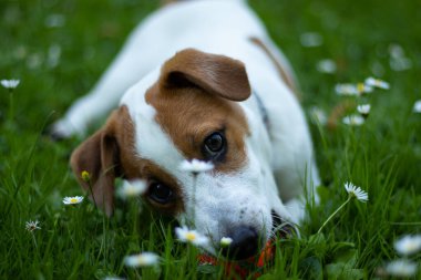 Jack Russell Terrier köpek yavrusu beyazı kahverengi çimenlerin üzerinde yatıyor, küçük beyaz çiçekler ve tasmayla oynuyor..