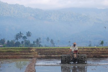 Bolaang Mongondow, Şubat 2022: Bir çiftçi pirinç ekmeden önce tarlasını sürüyor.