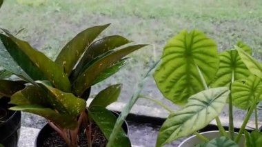 Çin 'in yemyeşil ve kaladyum çiçekleri hareket ediyor çünkü rüzgar esintisinin etkisiyle arka planda yağmur damlaları oluşuyor.