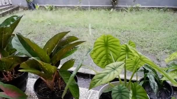 Chinois Persistant Fleur Caladium Déplaçant Raison Effet Brise Vent Avec — Video