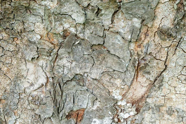 Close Old Tree Bark Texture Peels Produce Unique Texture — Stock Photo, Image