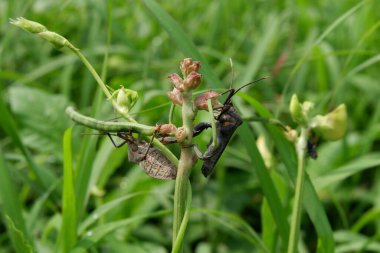 Siyah ve gri kabak böceğinin genel bakışı. Coreus marginatus