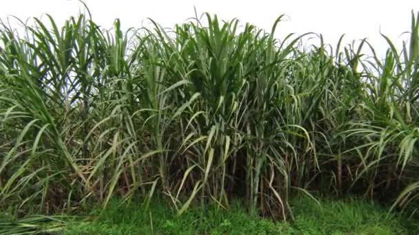 Campo Caña Azúcar Con Cultivo Completo Condiciones Agrícolas Indonesia — Vídeos de Stock