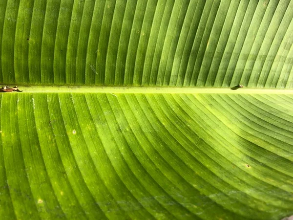 green banana leaf in garden area