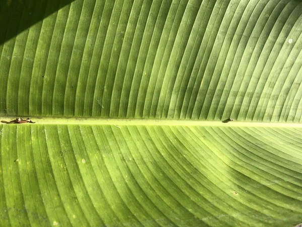 fresh banana leaf at garden area