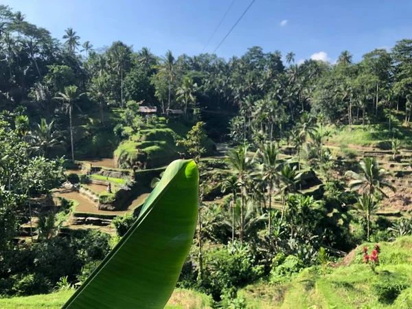 beauty panorama view in tegallalang rice terrace bali