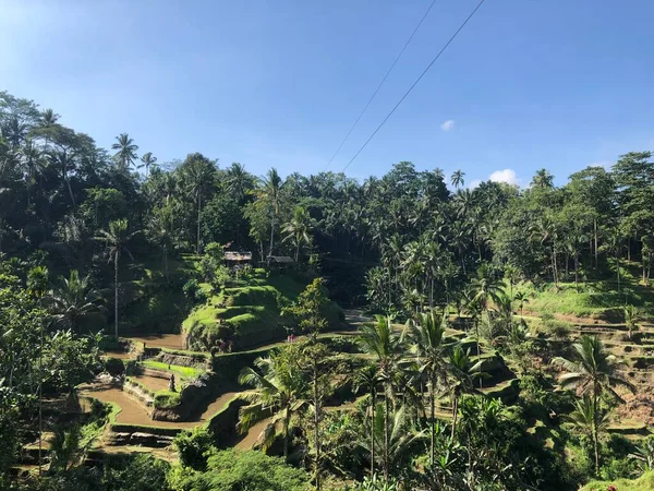 beauty panorama view in tegallalang rice terrace bali