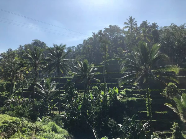 beauty panorama view in tegallalang rice terrace bali