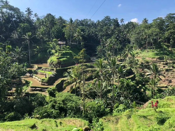 beauty panorama view in tegallalang rice terrace bali