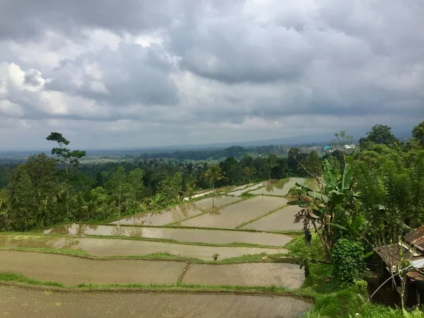 beauty peace and nature rice terrace view in ubud bali