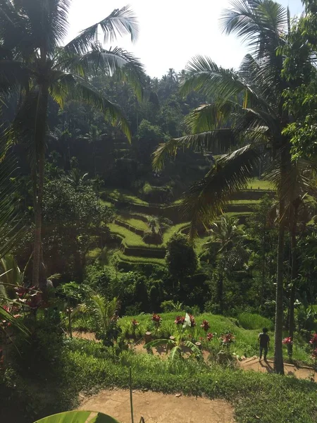 beauty peace and nature rice terrace view in ubud bali