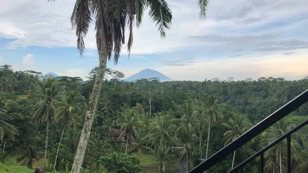 beauty and peace coconut tree volcane and jungle view