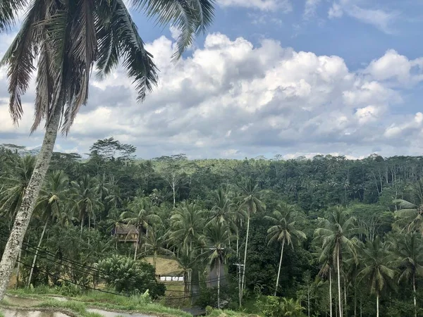 beauty jungle view at backyard house