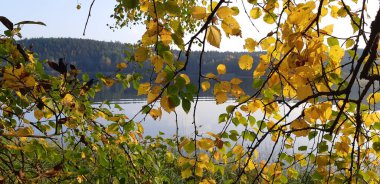 Gölün arka planındaki ağaçlarda sarı ve yeşil yapraklar