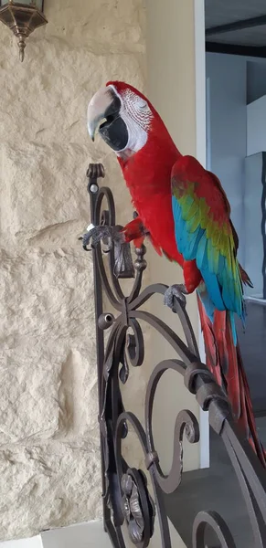 Macaw Papuga Ścisnął Oczy Zamknięte Podczas Jedzenia Cukru — Zdjęcie stockowe