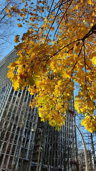 Ein Baum Mit Gelbem Laub Auf Dem Hintergrund Eines Mehrstöckigen — Stockfoto