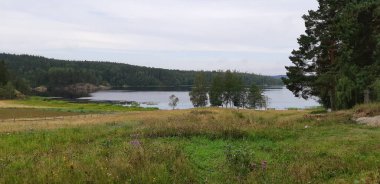 Yaz aylarında ormandaki nehir