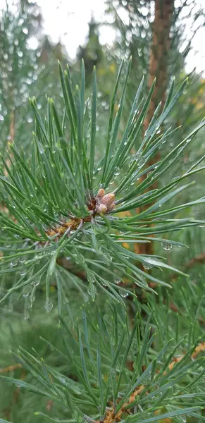 Krople Rosy Gałęziach Modrzewia — Zdjęcie stockowe