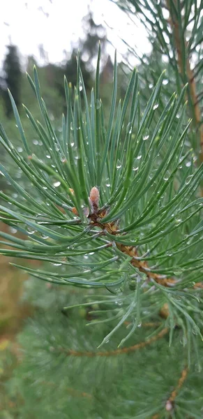 Dew Drops Larch Branches — Stock Photo, Image