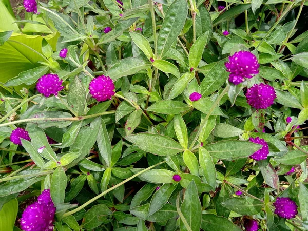 Small Purple Flower Green Leaves — Stock Photo, Image