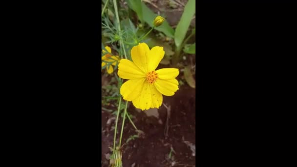 Flores Kenikir Cosmos Amarelos Vento Oscilante — Vídeo de Stock