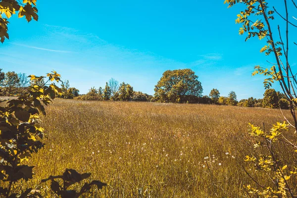 Güzel bir manzara Ağacı ve mavi gökyüzü