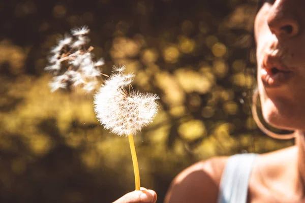 Kadın tarlada karahindiba tohumu tutuyor..