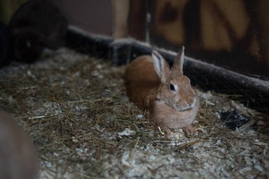 Tavşanlar talaş samanında dinleniyor.