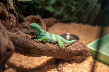 Teraryumdaki bir iguana bir tüneğe tırmandı ve yerde yatıyor.