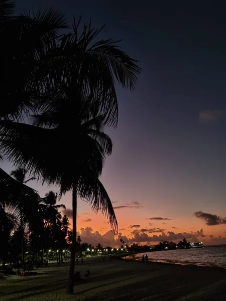 Palmiye ağaçlarıyla sahilde güzel bir gün batımı