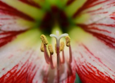 Eski evin önünde rastgele beyaz çiçekler..