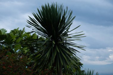 Gökyüzü arkaplanlı yeşil uzun yaprak ağacı