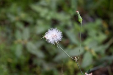 Odaklanmış arkaplanda karahindiba