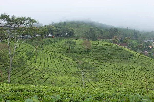 Vue Une Plantation Thé Vert Dans Région Pangalengan Indonésie — Photo