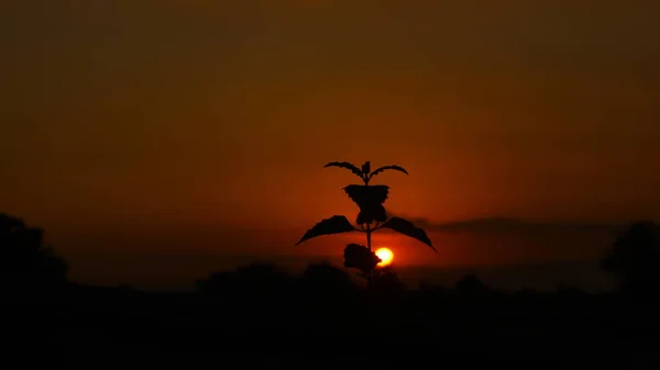 Öğleden sonra alacakaranlıktaki yaprakların fotoğrafı.
